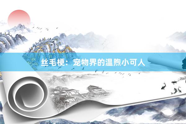 丝毛梗：宠物界的温煦小可人